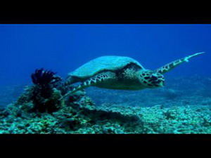 ������� ���� ��������� ���� W: 384 H: 288