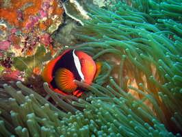 ������� ���� ��������� ���� W: 1280 H: 960