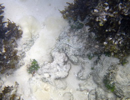 ������� ���� ��������� ���� W: 1280 H: 982