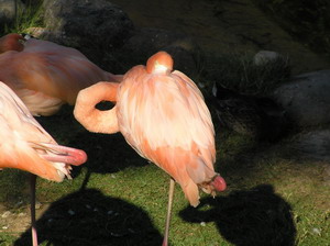 ��� ������� ��������