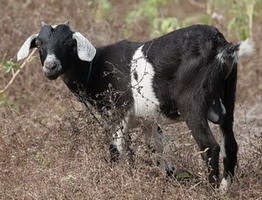 ������� ���� ��������� ���� W: 785 H: 600