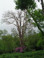 ������� ���� ��������� ���� W: 800 H: 1066